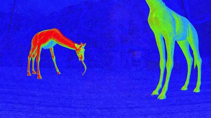 Zoochosis: Nuevo Juego de Terror 'Bodycam' 🦁