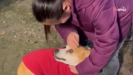 Maltratado durante su infancia, este perrito recibe la noticia que esperaba 10 años más tarde