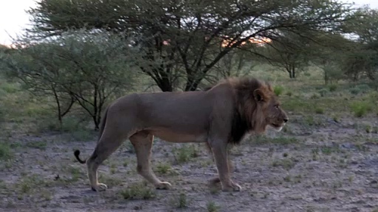 male lion walking in the savanna