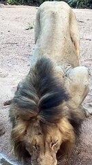 A Great Sighting Of The Majestic Gijima Brothers As They Quench Their Thirst