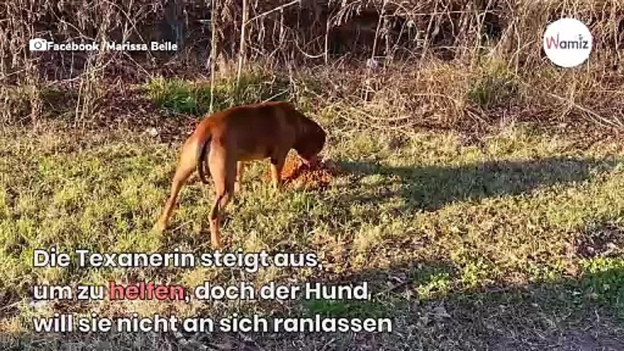 Autofahrer muss bremsen, als er versteht, was da am Straßenrand vor sich geht