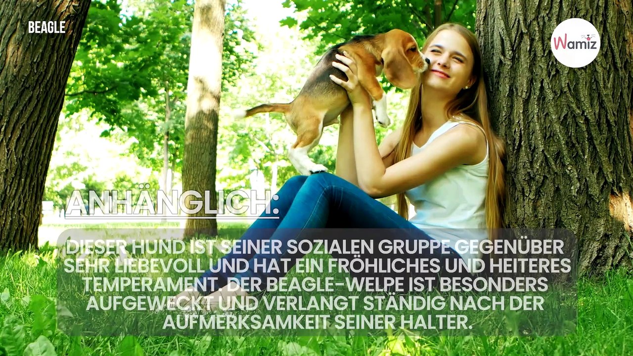 Beliebte Hunderasse ist für Martin Rütter „total asozial“