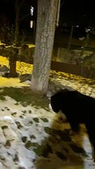Bernese Mountain Dog Meets Snowman