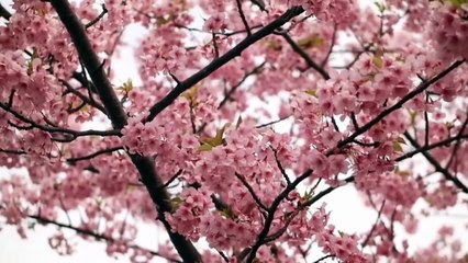 Surah Al Qalam ( The Pen ) Full  _ Beautiful Recitation of Quran