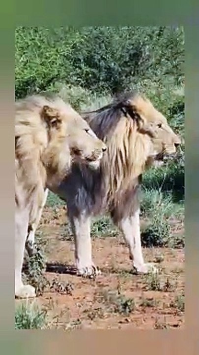 Two Brave Lion Fight