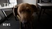 Guinness World Records Suspends Bobi's 'World's Oldest Dog' Title