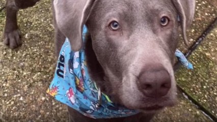Playful pups indulge in snow day shenanigans without a worry in the world