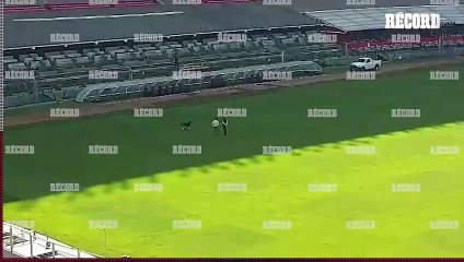 AZCÁRRAGA SUPERVISA el AZTECA y pasea a su perro