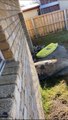 Huge seal breaks into homeowner's garage