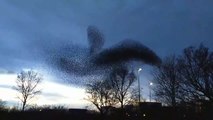 -Amazing footage of the flocking behavior of starlings known as murmuration