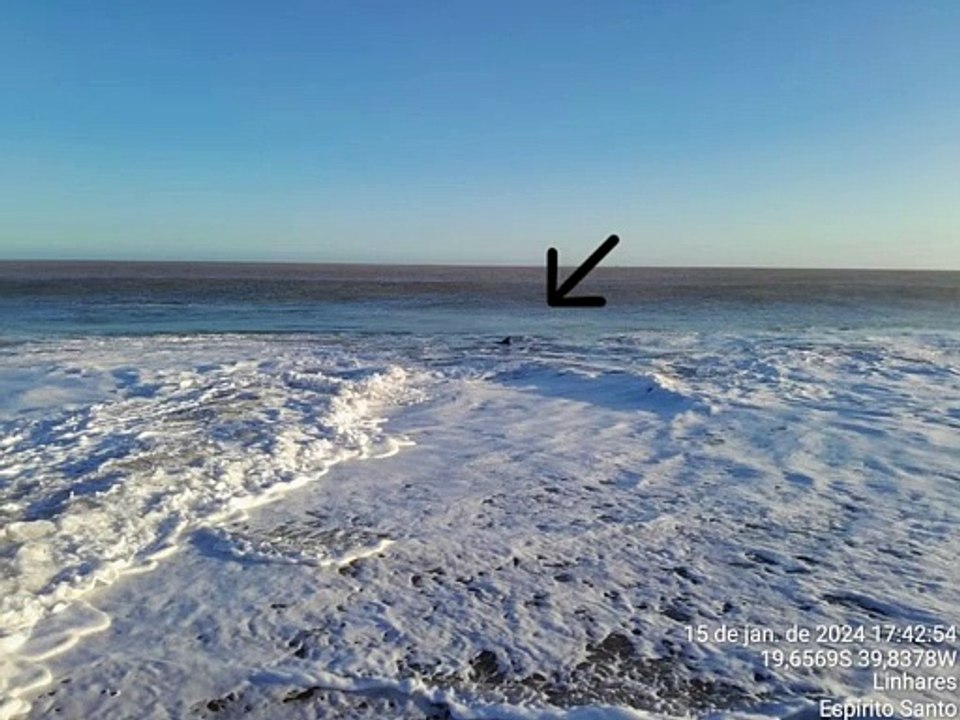 Encalhe de um Golfinho-de-dentes-rugosos, na praia de Regência/ES.