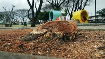 Una plaga de cochinilla amenaza con matar los árboles de Guayaquil