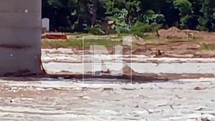 Turbión se lleva un perrito