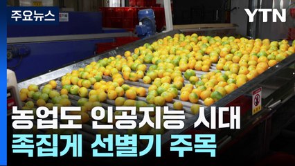 [녹색] 농업도 인공지능 시대...'정확도 99%' 족집게 선별기 주목 / YTN