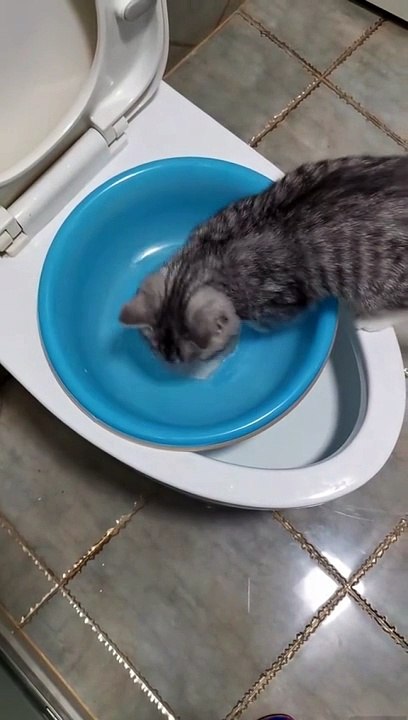 cute cat