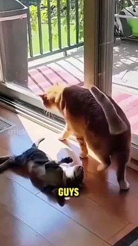 Kumpulan tingkah kucing lucu dan gemesin part 1 #memekucing #memes #catmemes #kucingoren