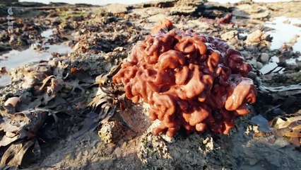 Les côtes de Kimberley, Australie _ Le petit peuple des rivages _ ARTE Family