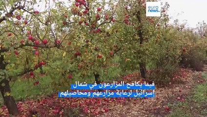 شاهد: المزارعون في شمال إسرائيل يحاولون الصمود من أجل رعاية حقولهم وبساتينهم