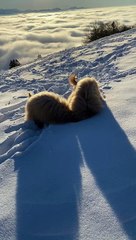 Doodles Dig In The Snow