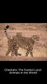 Cheetahs: The Fastest Land Animals on