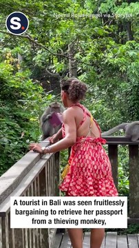 Mischievous Monkey Rips Up Bali Tourist's Passport