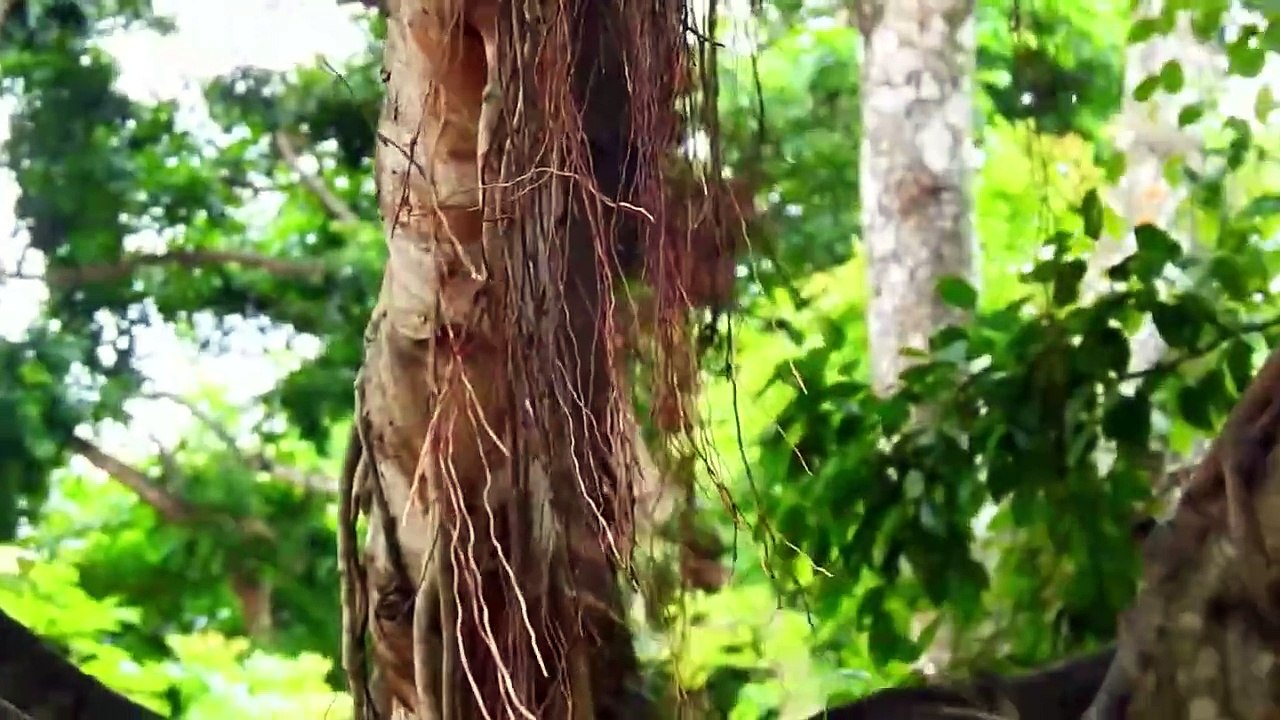 Poor Baby Fear Scare From Old Monkey Hug Mother Hardly (720p_25fps_H264-192kbit_AAC)