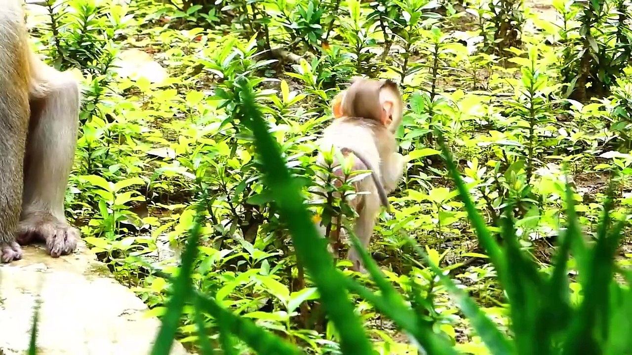 Poor And Tiny Baby Rockstar Tries Harder To Hold Mother Rozy To Wait (720p_25fps_H264-192kbit_AAC)