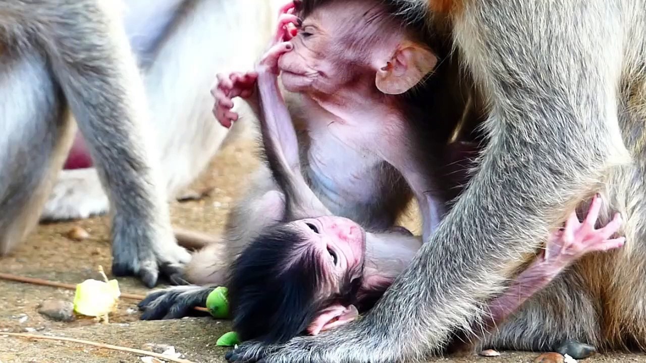 Poor baby just born a few day, still look so wean, baby less strength to go up (720p_25fps_H264-192kbit_AAC)
