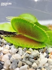 Sinek kapan etle beslenen bitkiler