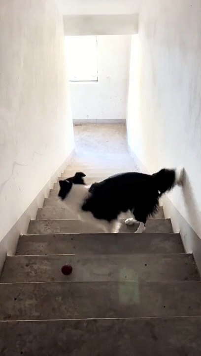 Dog with self-entertainment function