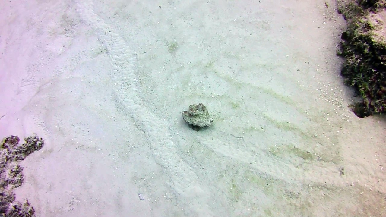 A shell on the move in Cozumel