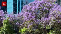 Jacarandas florecen antes de tiempo en CdMx y esto podría ser una señal de alarma