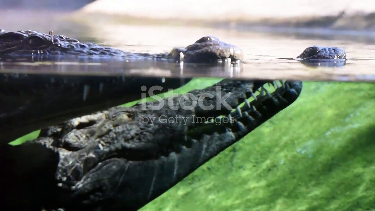 Crocodiles vs Alligators whats the difference