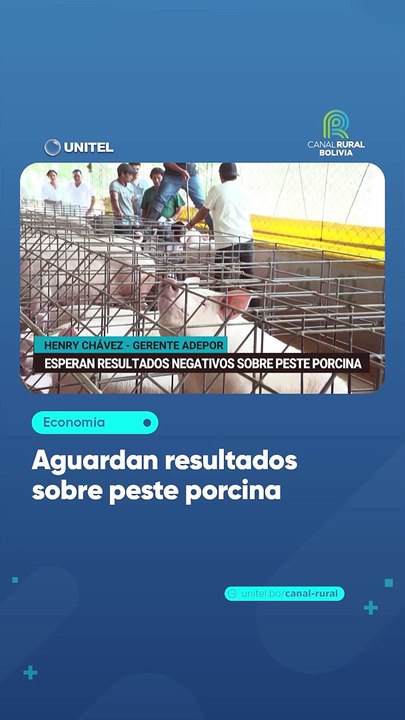 Aguardan resultados sobre peste porcina