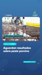Aguardan resultados sobre peste porcina
