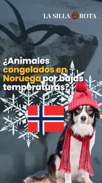 ¿Animales congelados en el norte de Noruega por bajas temperaturas?