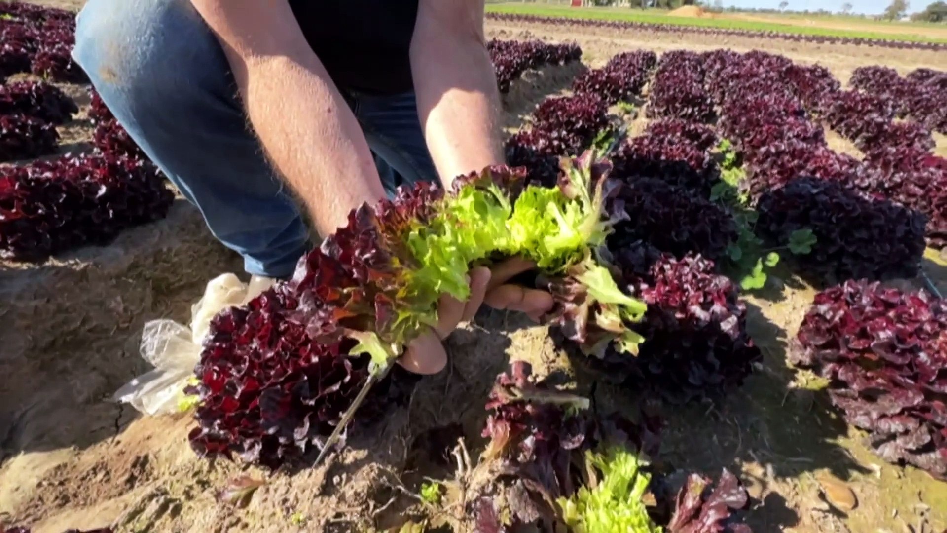Ballarat lab working on biodegradable food packaging