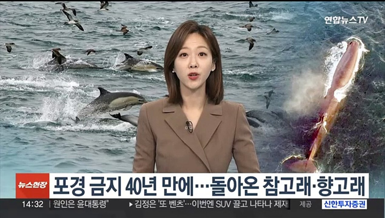[이슈+] 포경 금지 40년 만에…돌아온 참고래·향고래