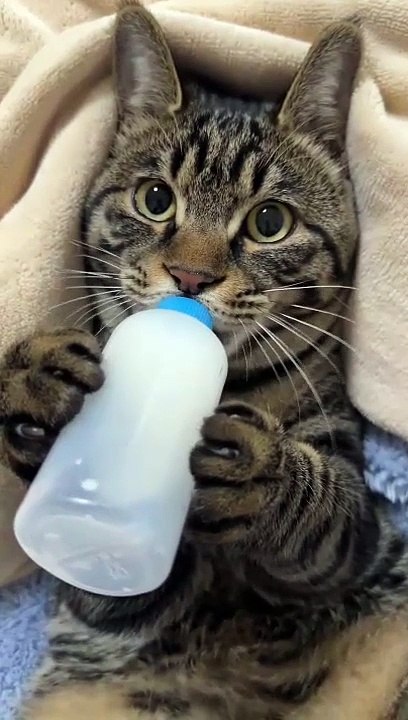 Baby cat