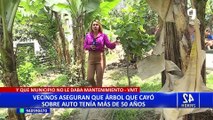 VMT: daños causados en auto tras caída de un árbol superan los 4 mil soles