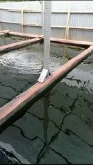 Jika air kolam Hijau butek gelap keruh dan bau, segera GANTI