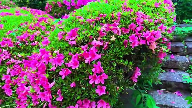 Japan Walking Tour - Exploring the Suburbs of Kyoto, Japan [ 4K HDR - 60 fps ]