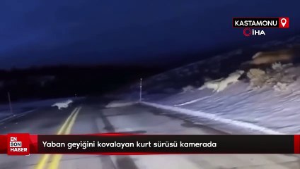 Kastamonu'da yaban geyiğini kovalayan kurt sürüsü kamerada