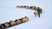 Besiciler kışın zorluklarına rağmen hayvanların bakımını ihmal etmiyor
