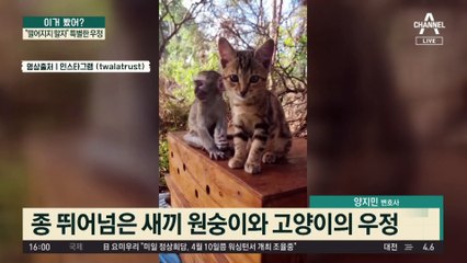 어미 잃은 원숭이·고양이…“떨어지지 말자” 특별한 우정