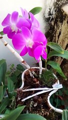 Look at my orchids in my balcony