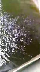 Utamakan pilih bibit lele yang dipelihara di air kolam yang hijau