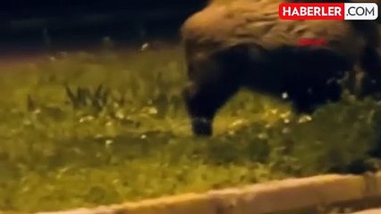 Aç kalan domuzlar Bodrum ilçe merkezine indi