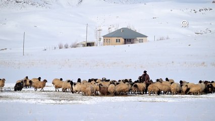 Van'da besiciler kışın zorluklarına rağmen hayvanların bakımını ihmal etmiyor