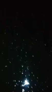 Kasih makan lele 3X sehari❗Pagi jam 8, siang jam 2, malam jam 7